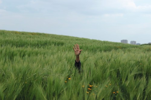 Une hand sorting from a field of tall grass